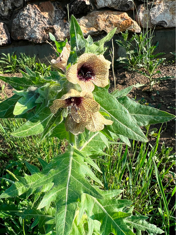 BLACK HENBANE