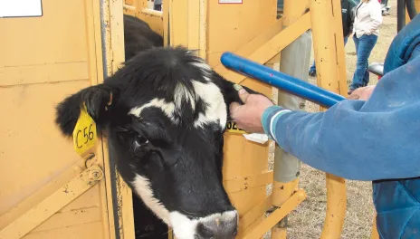 cow having ear tag scanned