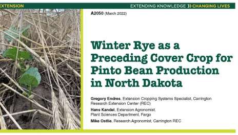 线上赌博app Extension Publication A2050 Winter Rye as a Preceding Cover Crop for Pinto Bean Production in North Dakota