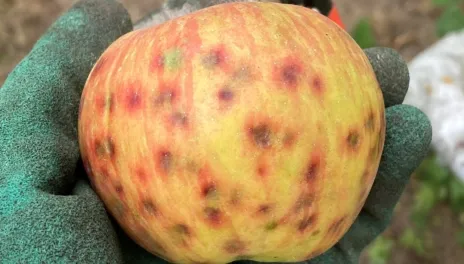 A gloved hand holds a yellow-green apple with reddish stripes and brown pockmarks ringed with red, indicating bitter pit.