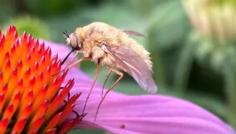 A close-up of an Echinacea flower with orange center and purple petals. A fuzzy yellow-tan fly with long legs drinks nectar from the center.