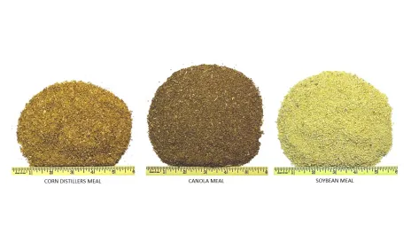 Small samples of light brown corn distillers meal, brown canola meal, and light yellow soybean meal displayed above 6-inch rulers, showing similar particle size.