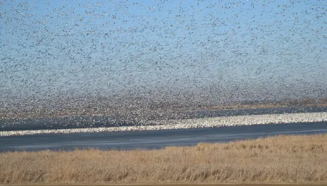 Thousands of wild geese hover and land near open water, with a gravel road in the foreground and dry grasses surrounding the lake.