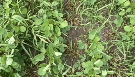 Winter rye cover crop growing between rows of soybean.