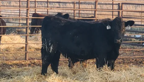 Cattle stand in straw-filled pens.