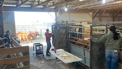 Staff at the Carrington Research Extension Center care for cattle at the Livestock Unit.
