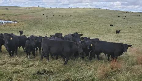 Black cattle stand in a summer pasture.