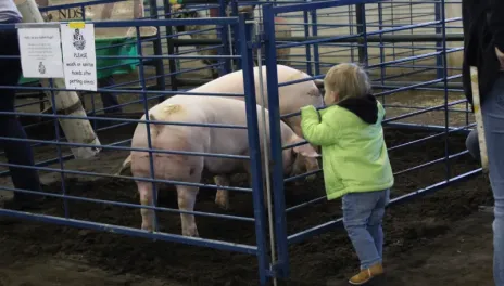 Boy playing with pigs in a pen