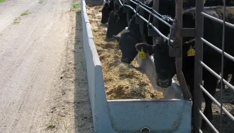 Black male beef animals consume feed from concrete bunks after morning ration delivery.