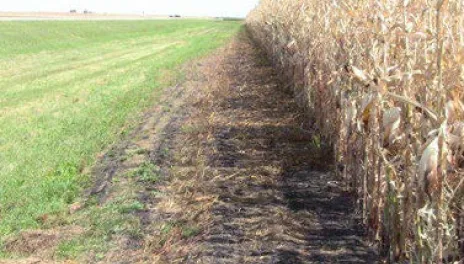 Weeds have been mowed short next to a corn field.