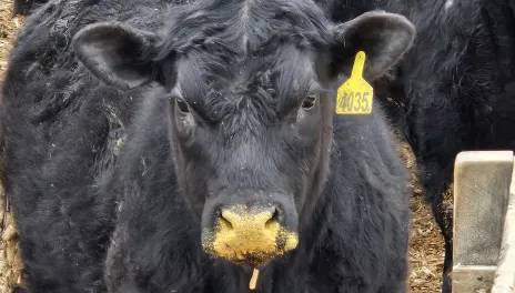 A black steer stands over a cement feedbunk, with gold-colored dried distillers grain crumbs on his nose.