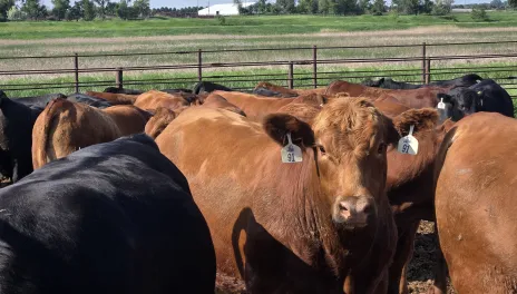 One steer faces forward in a pen of red and black cattle.