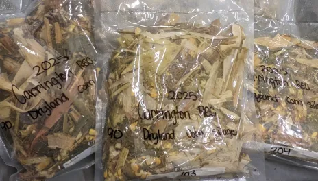 Clear sealed plastic bag with chopped green pieces of corn leaves, stalk and seed. 