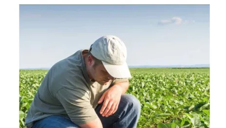 A man kneels in a soybean field.