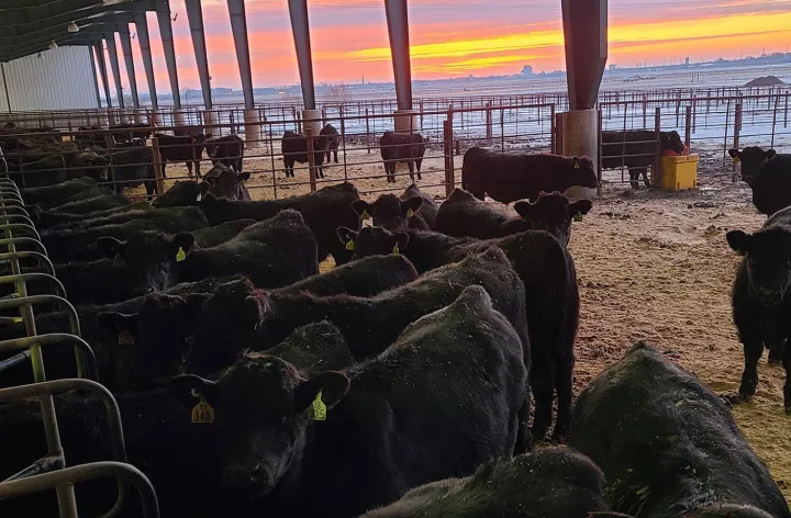 Several black cattle in and around a large facility for feeding with a colorful sunrise in the backgorund