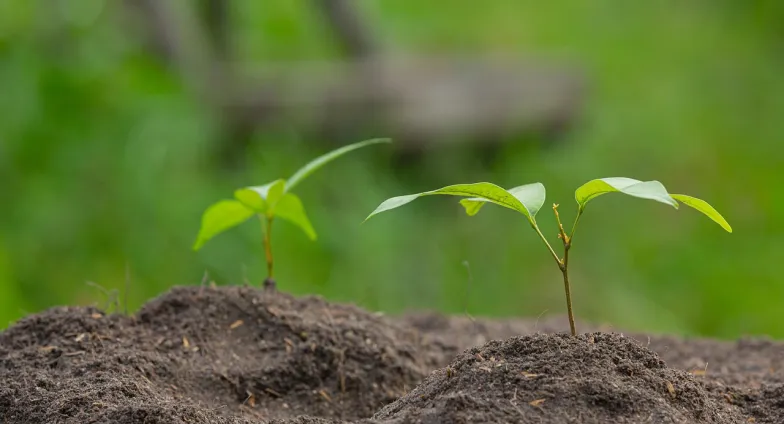 Two seedlings emerging from the soil