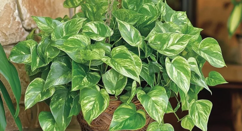 pothos plant stone