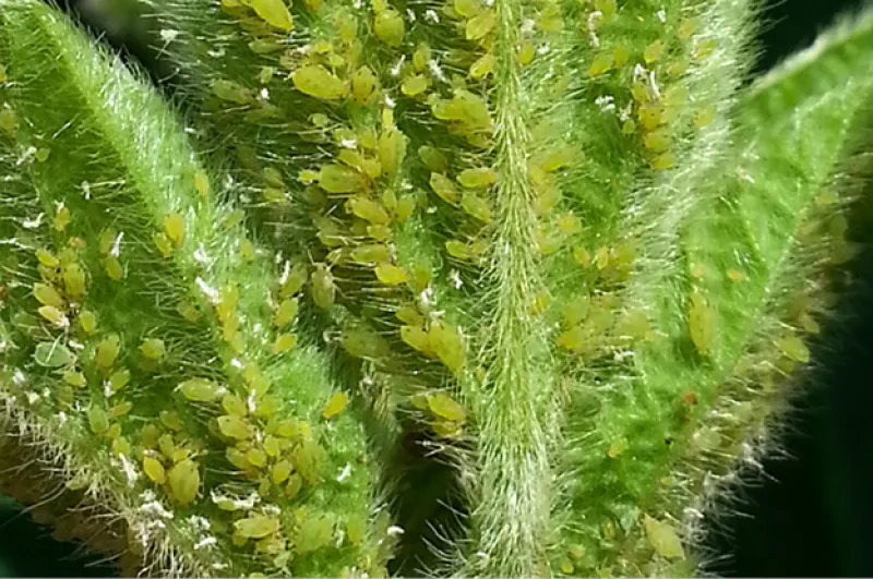 Soybean Aphids
