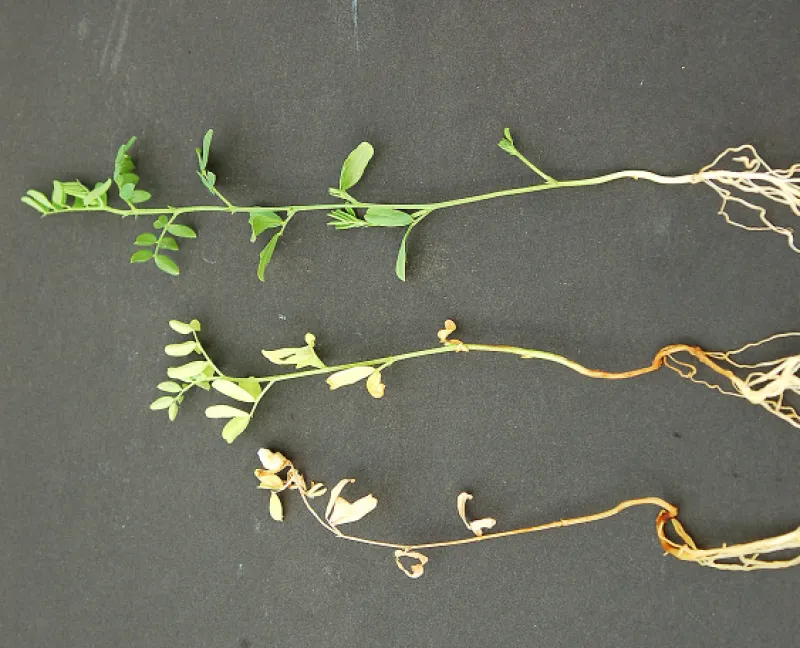 FIGURE 3 – Yellowing and premature death caused by F. avenaceum, showing diseased (middle/bottom) and healthy (top) roots.