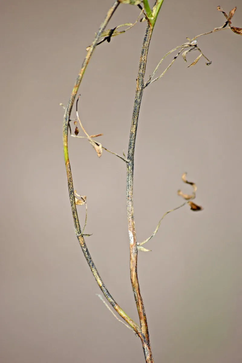 FIGURE 2 – Severe anthracnose lesions coalescing