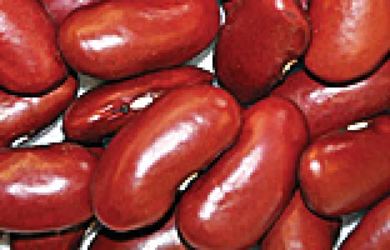 Dark red kidney beans
