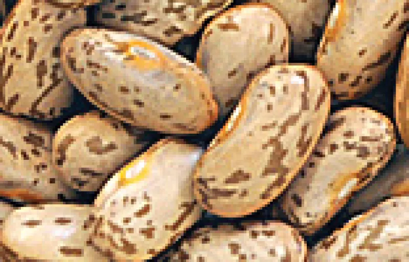 Pinto beans
