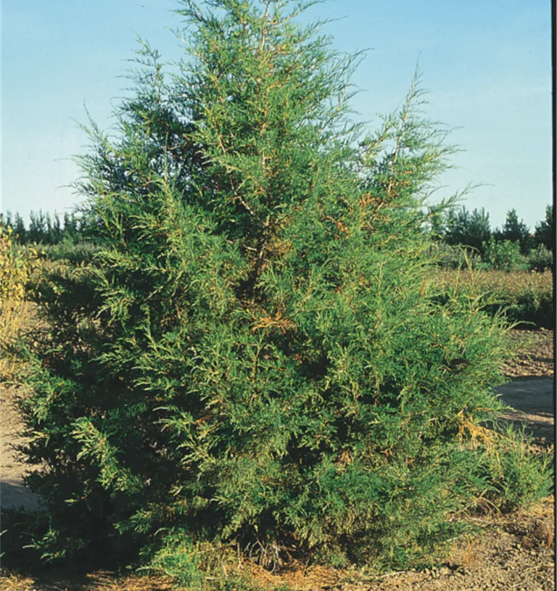 Rocky Mountain Juniper