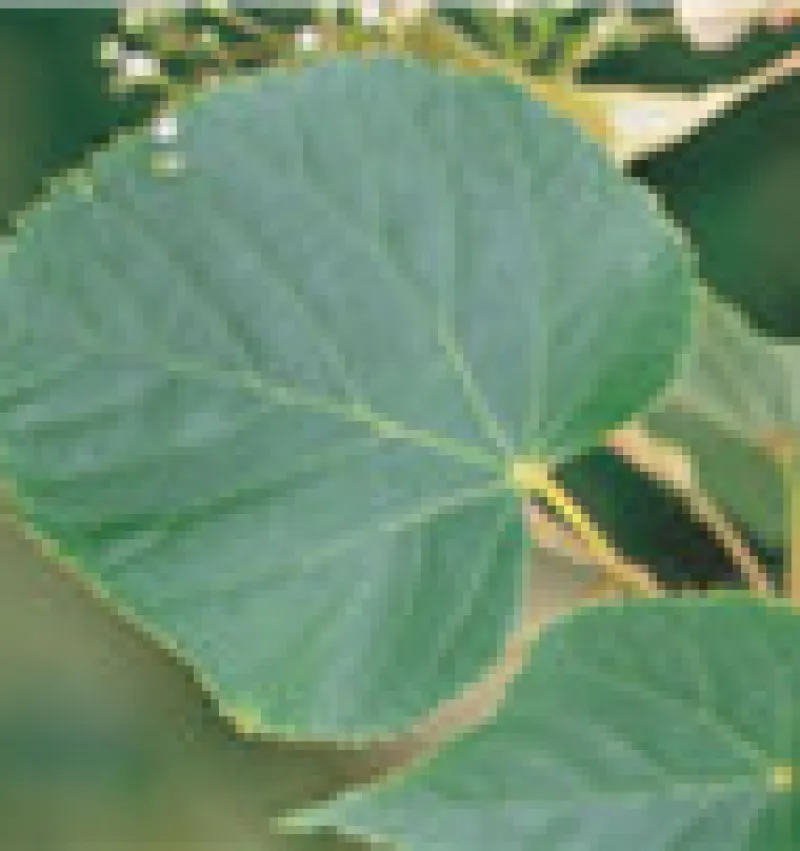 American Linden (Basswood)
