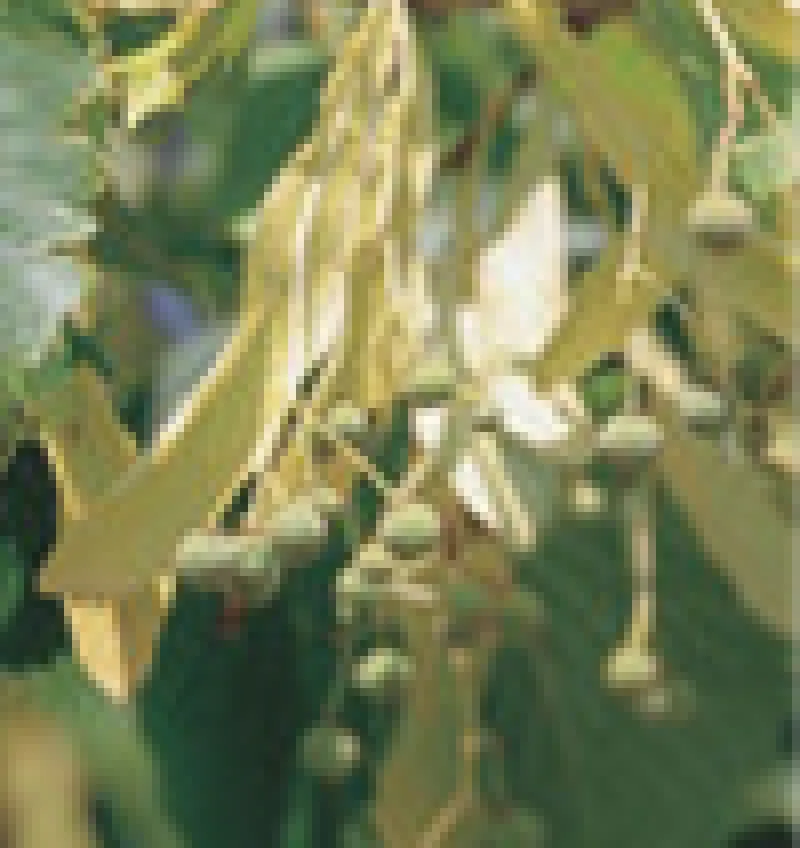 American Linden (Basswood)