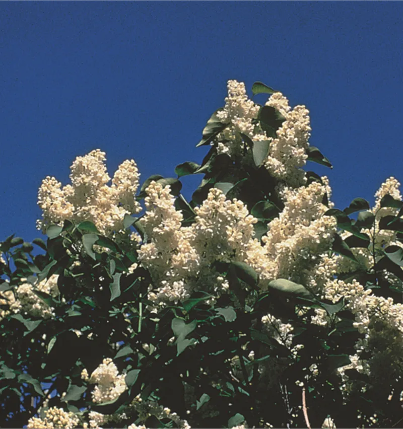Common Lilac