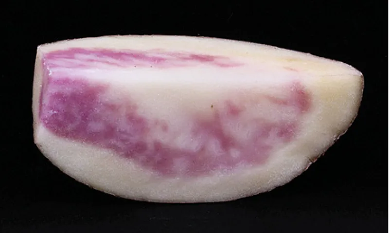 Internal Anthocyanin Pigmentation