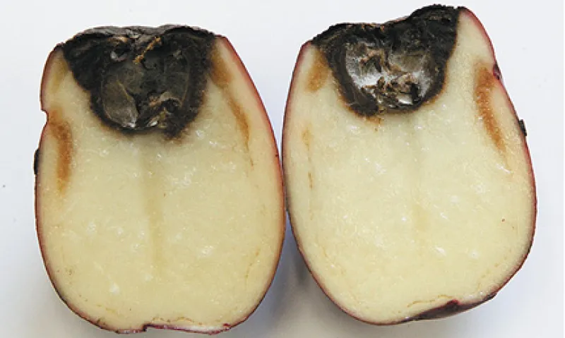 Stem End Fusarium