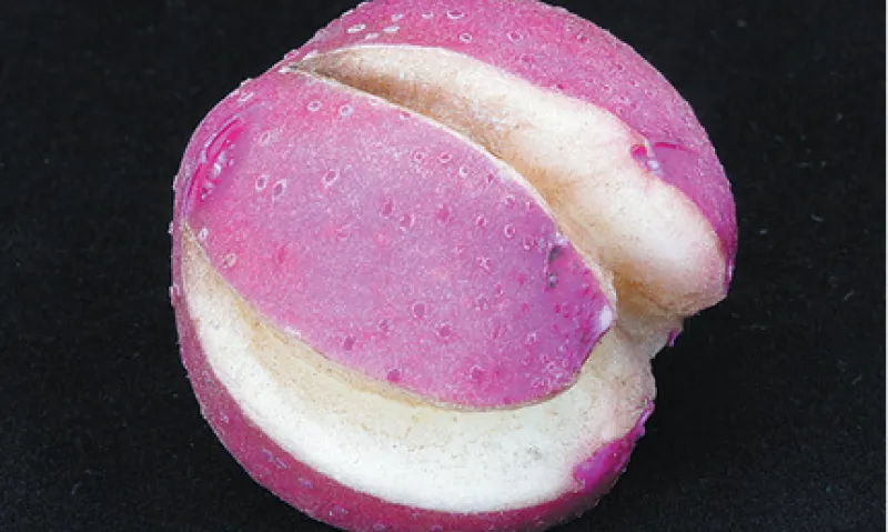 Tuber Cracking from Herbicide