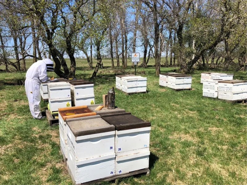 Worker with bee hives
