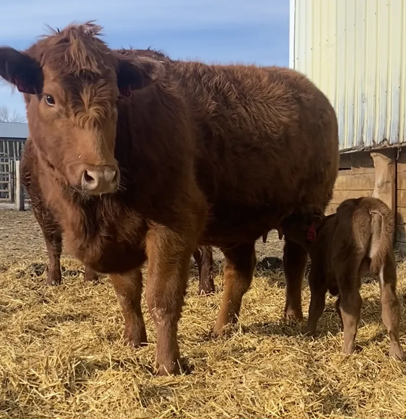 A red cow stands in straw near her calf.