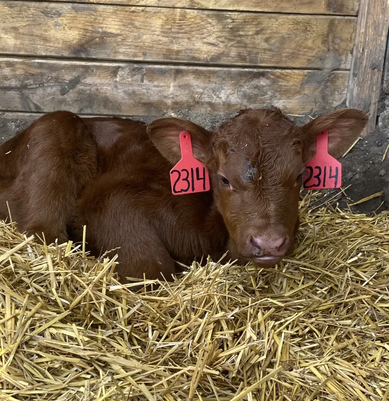 A dark red calf nestles in the hay inside a barn.