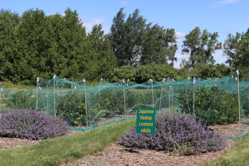 plot of Japanese Haskap