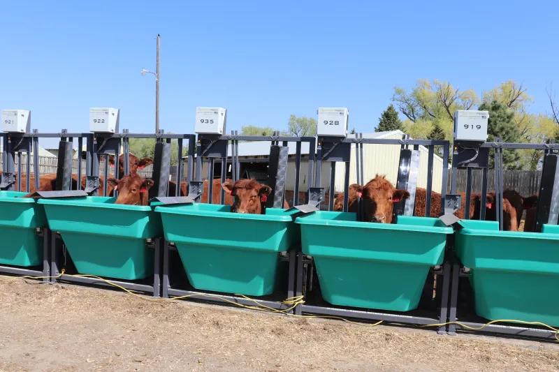 cattle in a pen eating from tubs