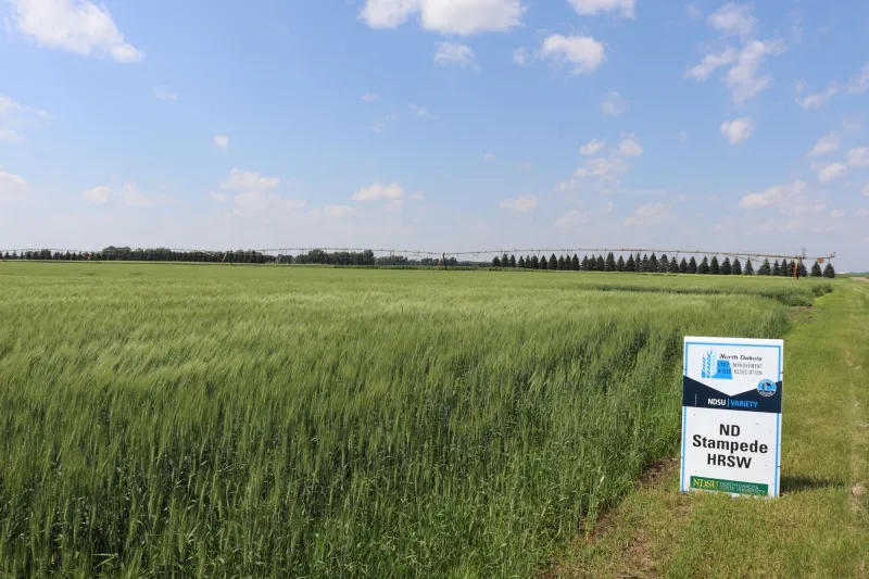 A field of Stampede wheat 