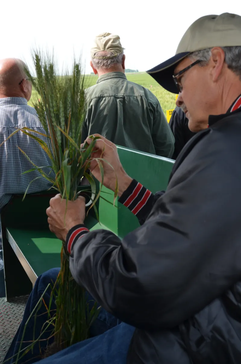 Man examines wheat close up