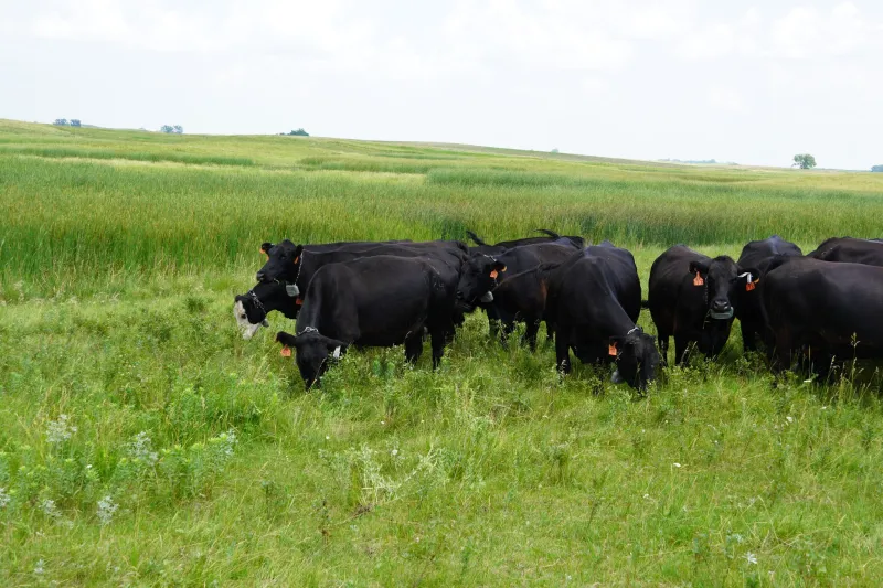Black angus cows in a green grassy field 