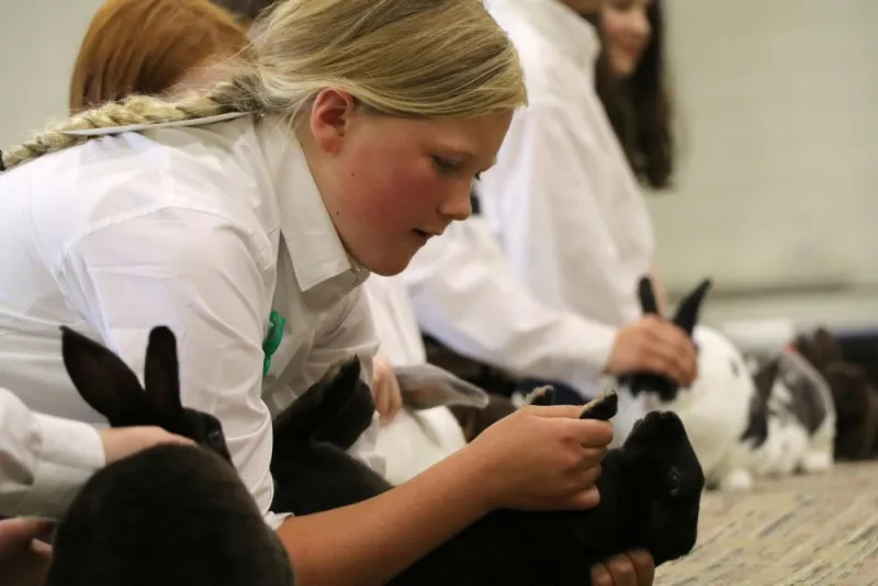 a teen examines a rabbit at 4-H Achievement Days