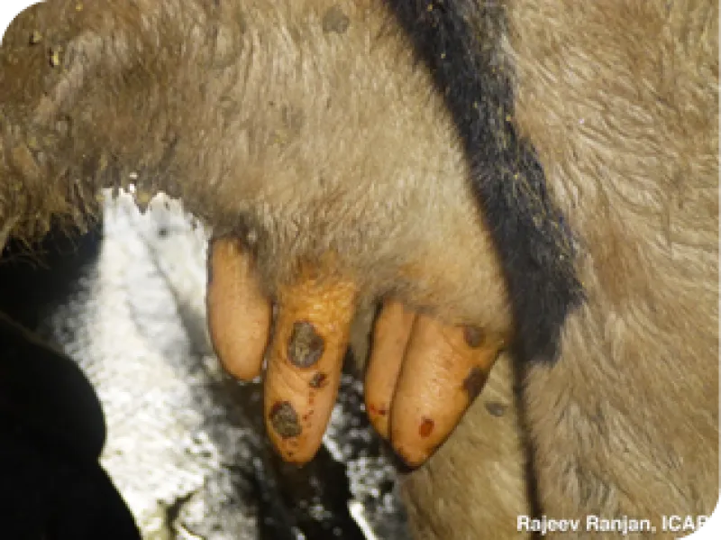 Día 7 Lesiones en los pezones