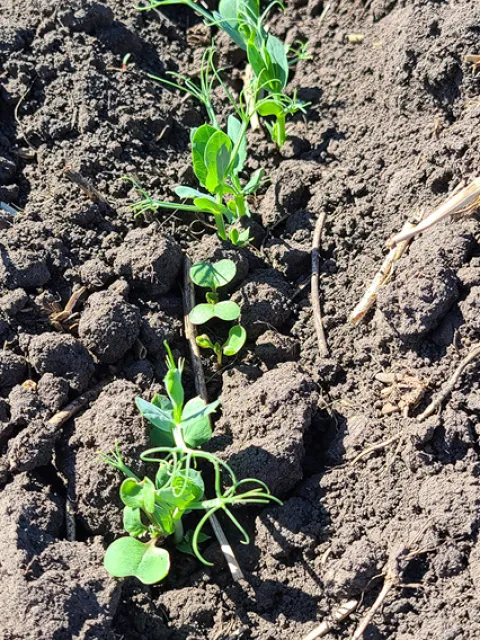 Pea-canola intercrop