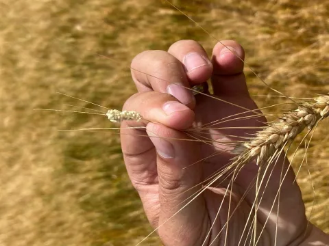 finger tips showing Braconid wasp cocoons on head of wheat