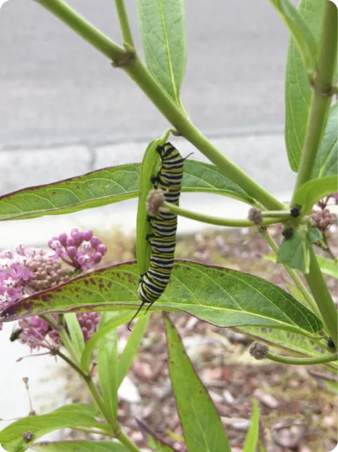 Monarch caterpillar
