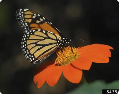 Monarch butterfly