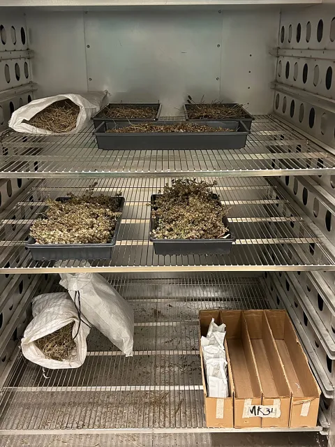 dried seeds in containers on dryer shelves