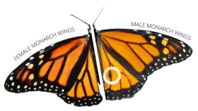 Monarch Butterfly
