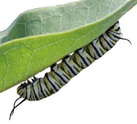 Caterpillar Stage